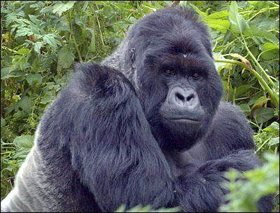 Endangered Mountain Gorilla